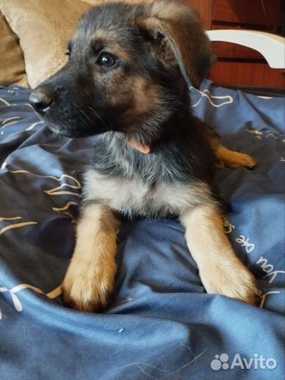 Щенки немецкой овчарки