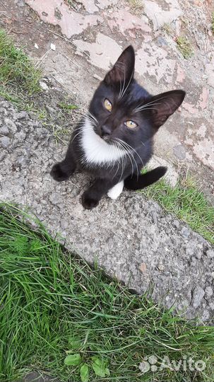 Котята в добрые руки 3 мес