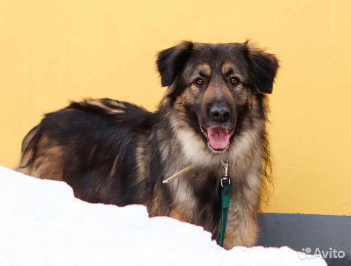 Собака-друг в хорошие руки