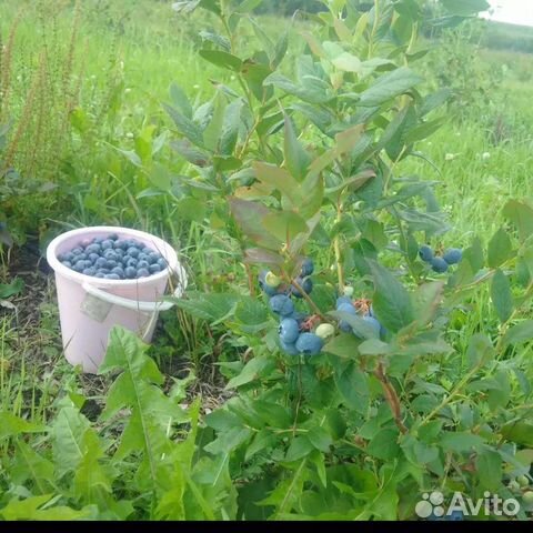 Фермерское хозяйство предлагает саженцы голубики