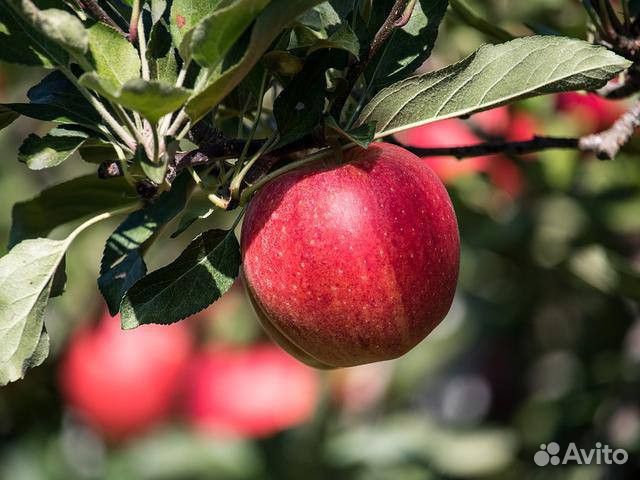 Саженцы яблони Айдаред М М-9