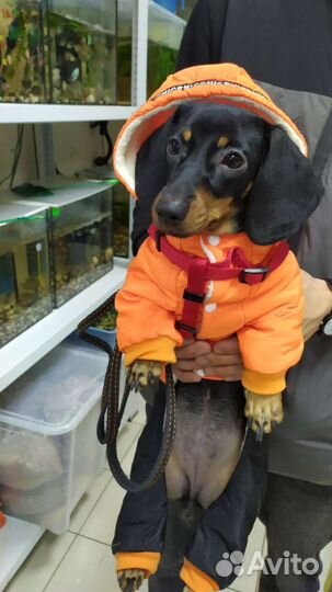 Одежда для собак и кошек