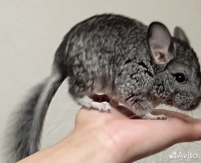 Шиншилла. Девочка. Торг