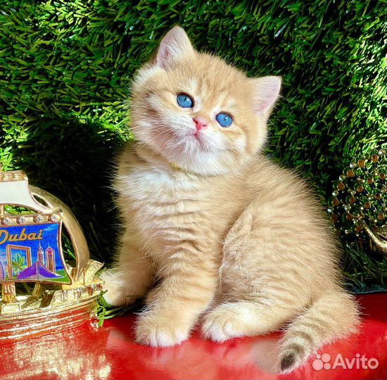 Чистокровные няшечки британцы в золотых шубках