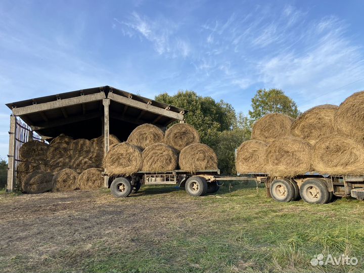 Сено в рулонах покос 2023 года
