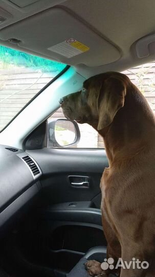 Дратхаар вязка