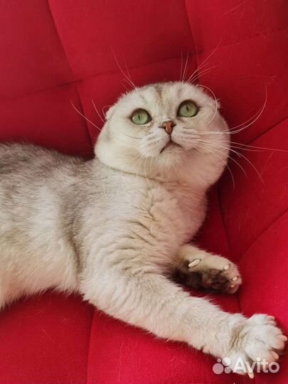 Вязка вислоухий кот