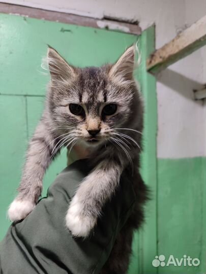 Серый пушистый котенок девочка бесплатно
