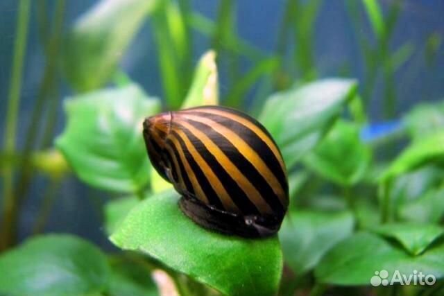 Аквариумные Улитки/Лягушки