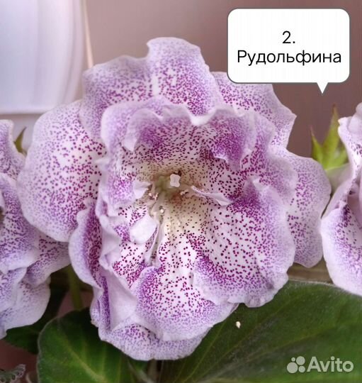 Глоксиния