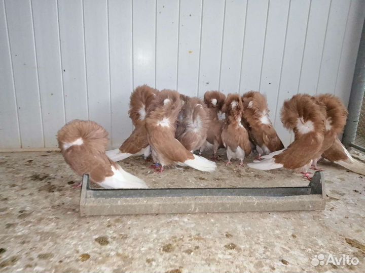 Голуби Якобины