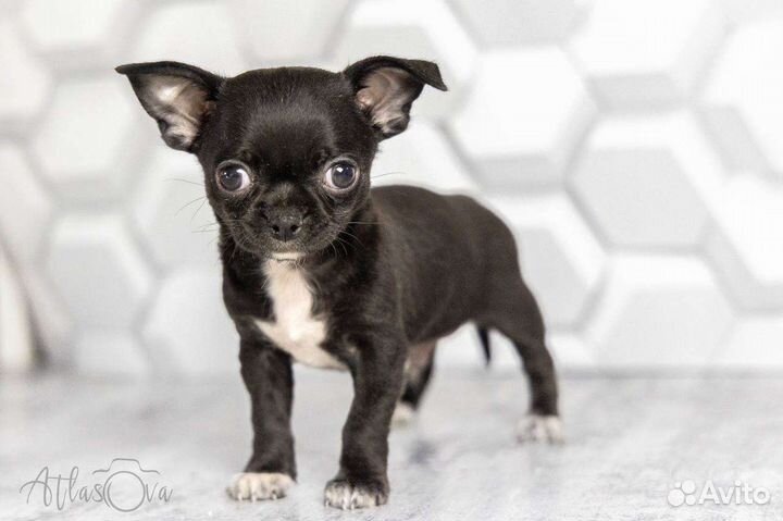 Мальчик Отис