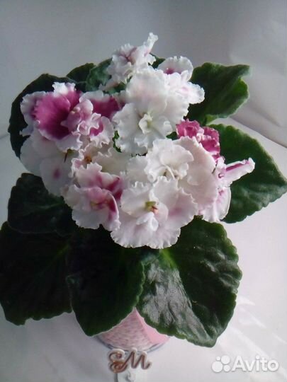 Актуальный список деток фиалок