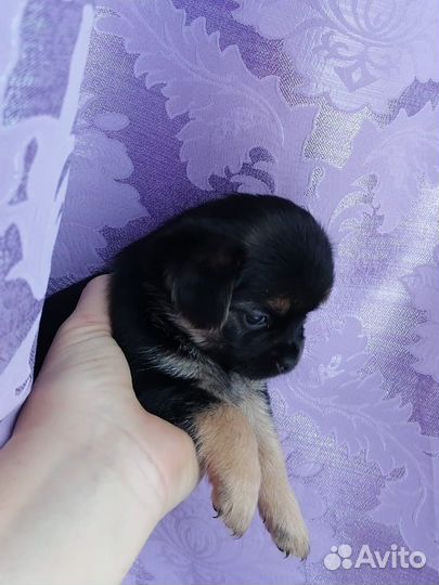 Щенки пекинеса