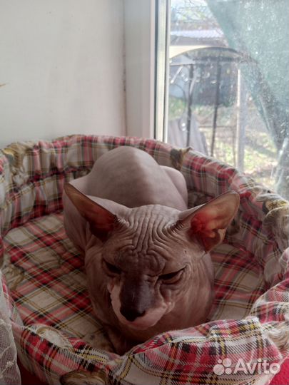 Донской сфинкс