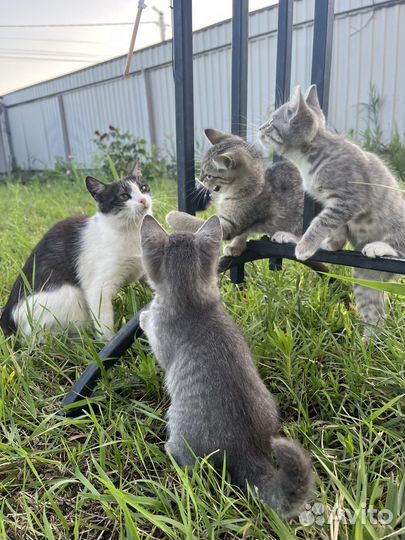 Котята