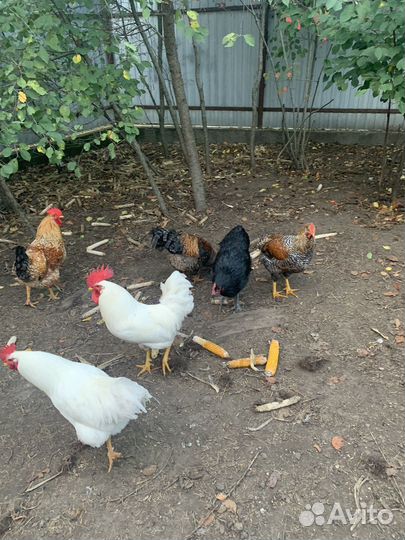 Молодые петушки