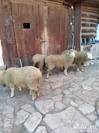Овцы бараны