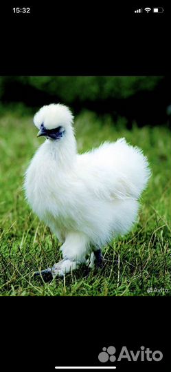 Китайские шелковые