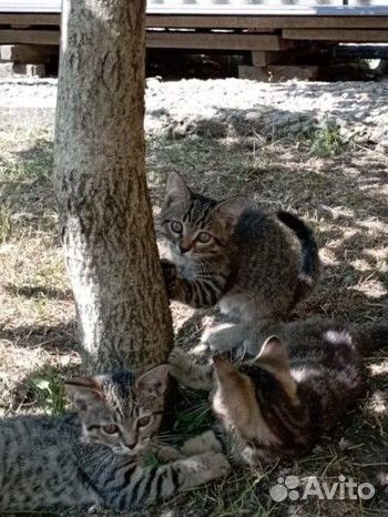 Кошки в добрые руки бесплатно