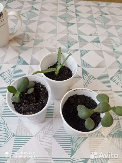 Сансевиерия, алое, рео, толстянка, хлорофитум