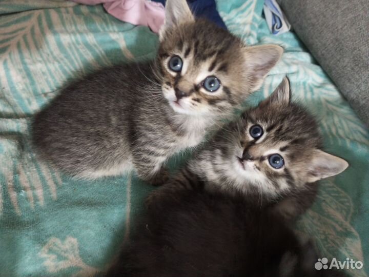 Котенок мальчик