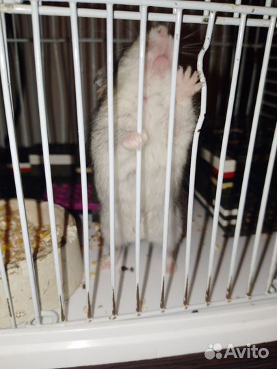 Джунгарский хомяк бесплатно