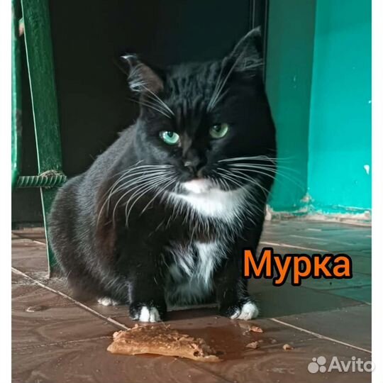 Кошечка