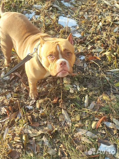 Продам собаку американский булли