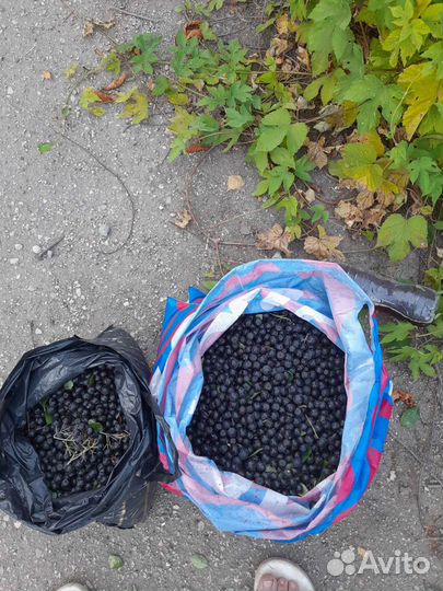 Черноплодная рябина