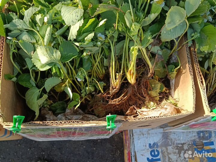 Рассада клубники клери