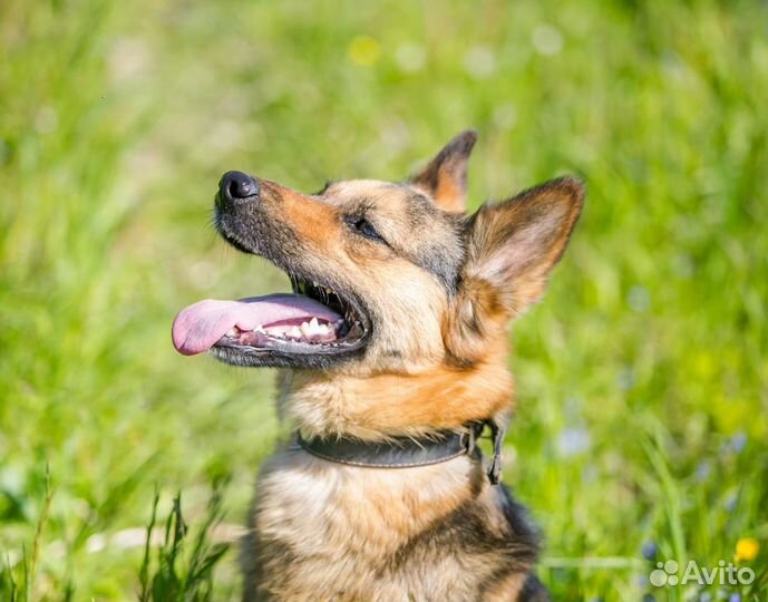 Метис немецкой овчарки в добрые руки