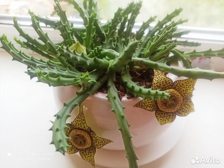 Суккуленты