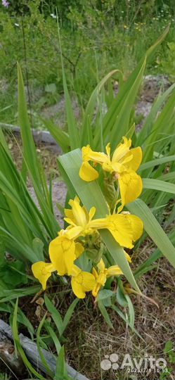 Ирис желтый
