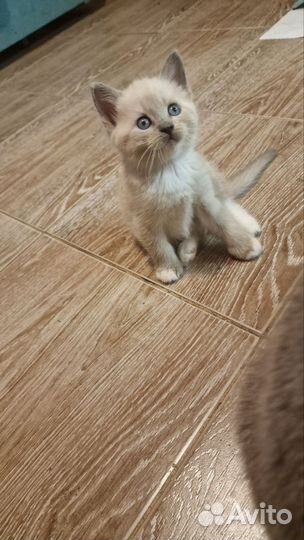 Уникальный бело-дымчатый котенок