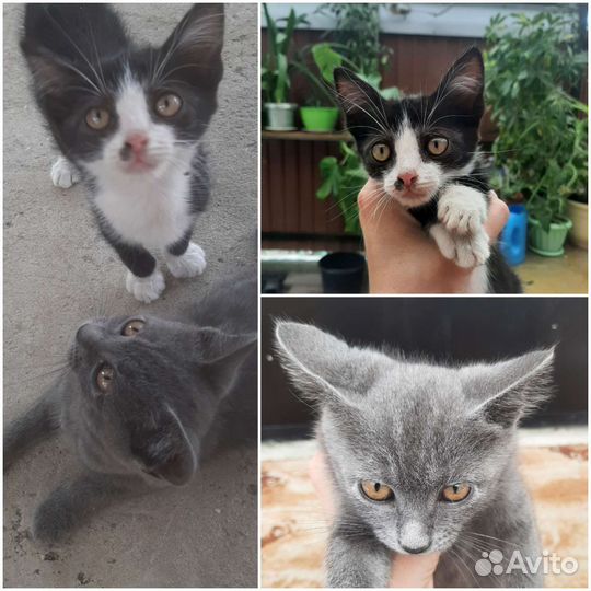 Кошка в дар