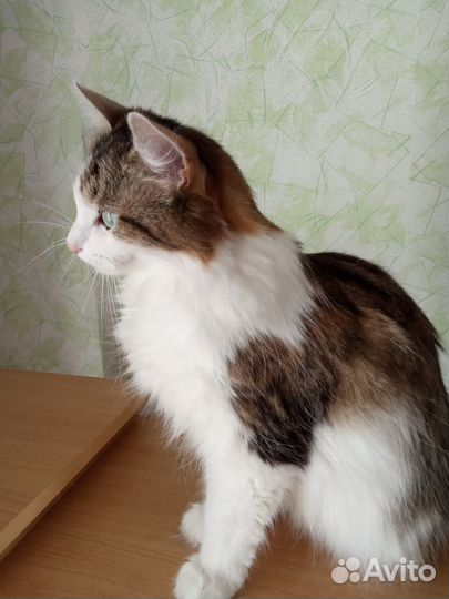 Кошка в добрые руки
