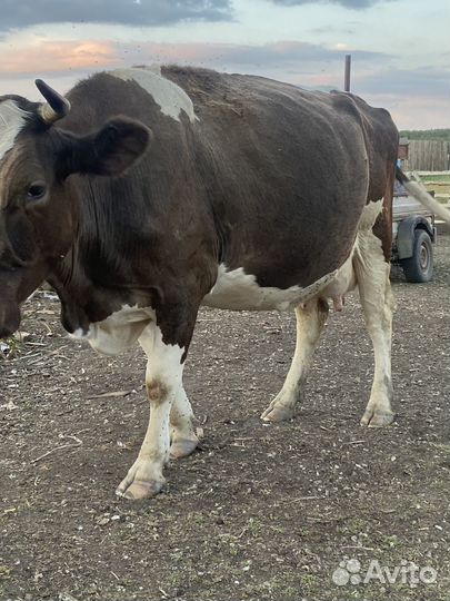 Коровы дойные молочные