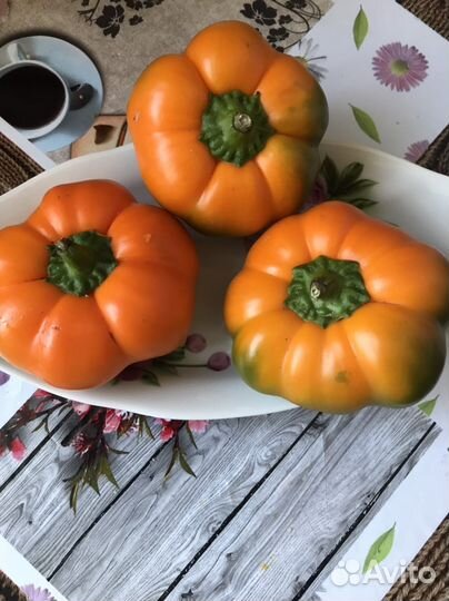 Семена сладкого перца