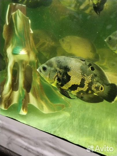 Аквариумые рыбки