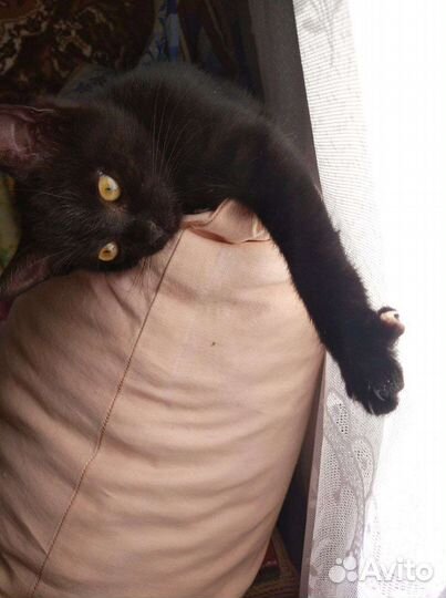 Кошачьи малыши