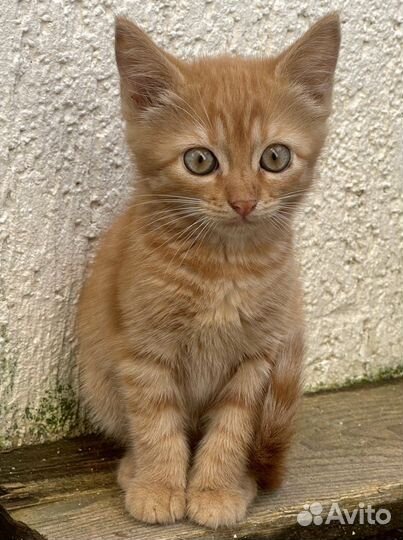 Солнечный рыжий котенок (девочка)