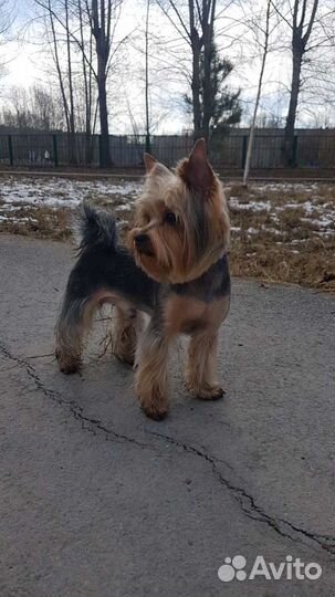 Йоркширский терьер вязка