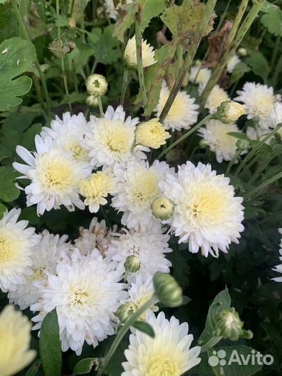 Садовые цветы