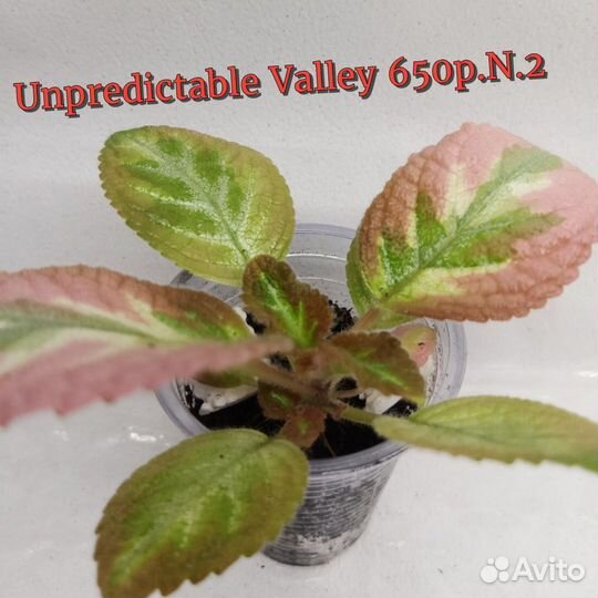 Эписция акварельная