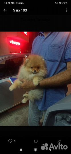 Померанский шпиц