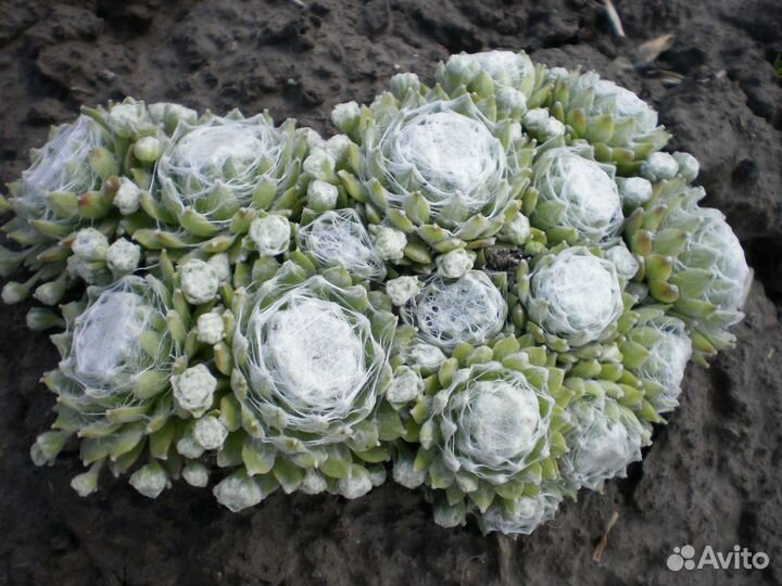 Молодило паутинистое Alabaster Саженцы, Рассада, С