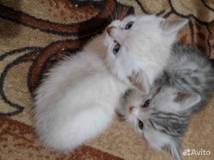 Серебристый Шиншин