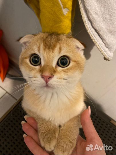 Шотландский вислоухий кот