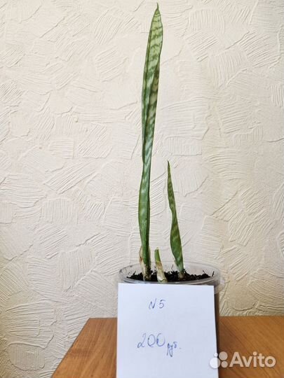 Сансевиерия